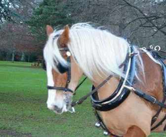 OPW delighted to host “Horse Traditions” An exhibition showcasing the importance of Horses in Irish Society