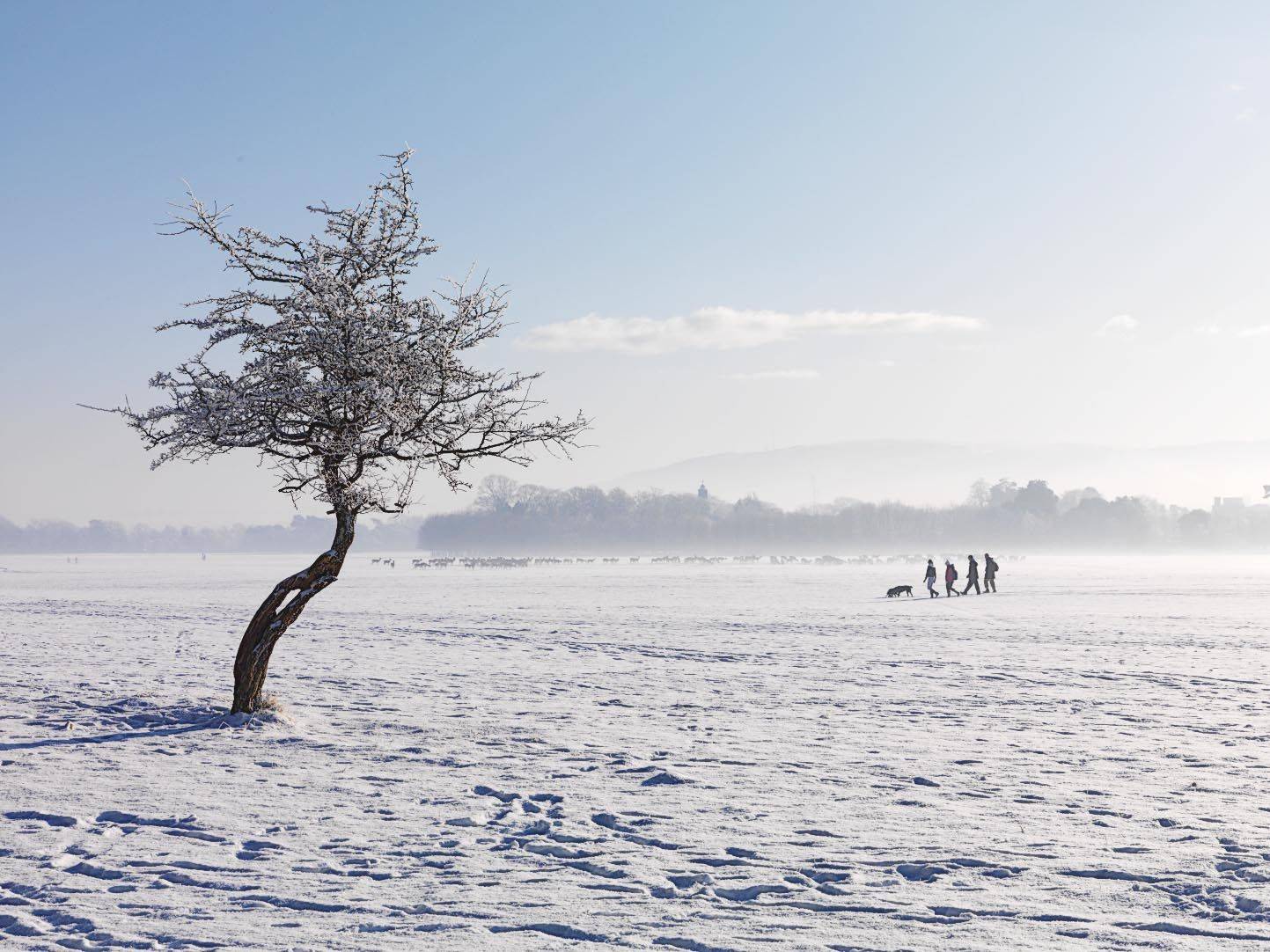 Winter scene on the Fifteen Acres. OPW. 