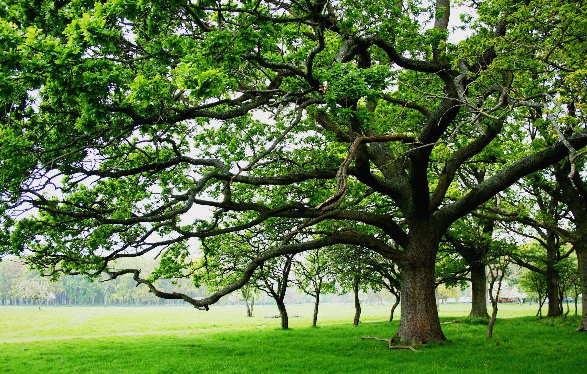 The Tree of Life. Anne-Claire Monde Gordon.