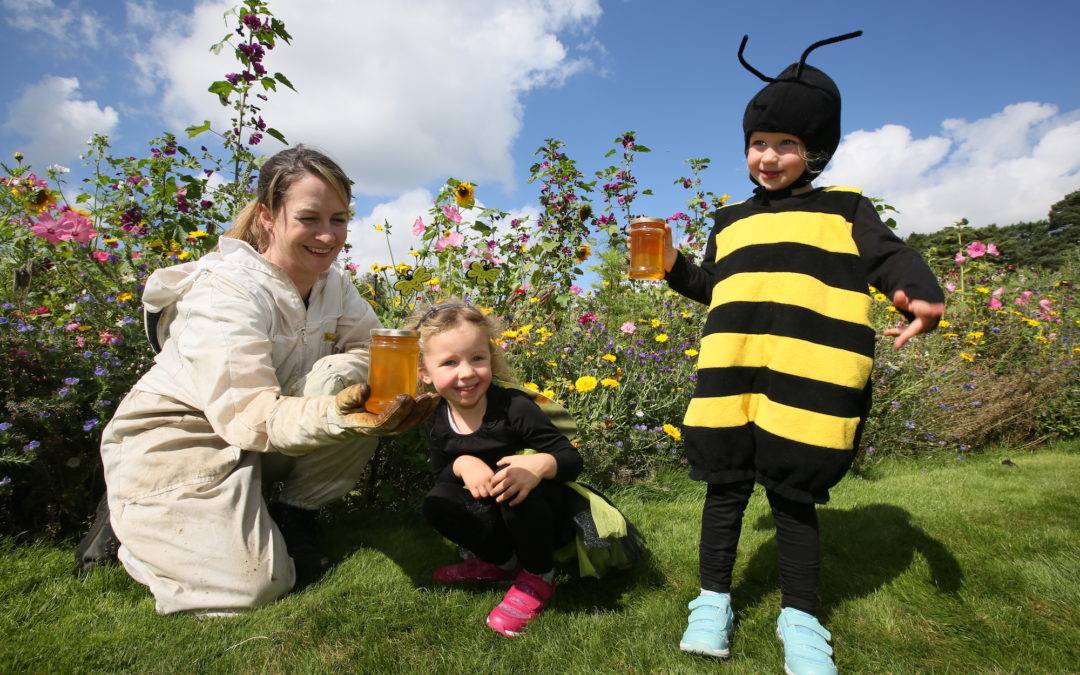 The Phoenix Park Honey Show 2017