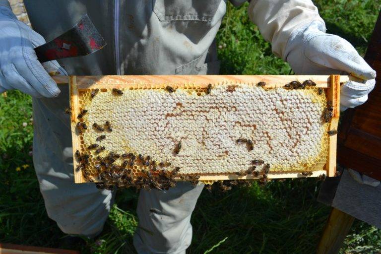 beekeeping for beginners Phoenix Park